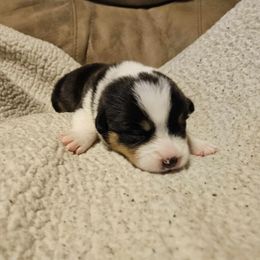 American Corgi Puppies from GC Farms Corgis