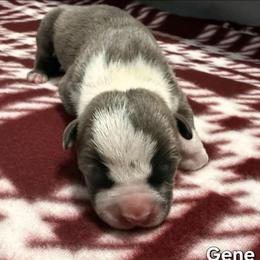 Gene - Blue brindle male American Staffordshire Terrier puppy in Clintwood, Virginia from SkyBlue Kennel