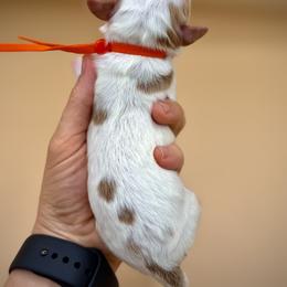 Orange - Red male Australian Labradoodle puppy in Antelope, California from Adorable Labradoodle