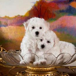 Cotton - White male Bichon Frise puppy in Lindale, Texas from Patchwork Bedlington Terriers and Bichon Frise