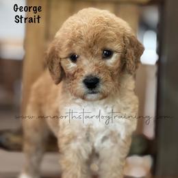 George Strait - Cream male Goldendoodle puppy in Lancaster, Minnesota from North Star Dog Training