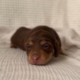Pumpkin - Chocolate and cream female Dachshund puppy in Tucson, Arizona from Lengthydog.co