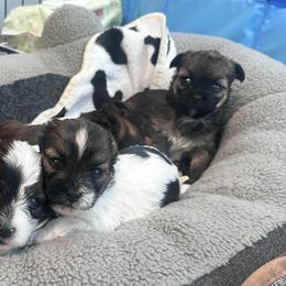 Shih Tzus from Angel babies