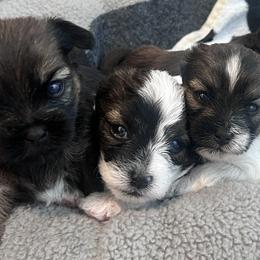 Shih Tzus from Angel babies