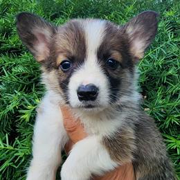 Fox - Sable male Pembroke Welsh Corgi puppy in Sidney, Ohio from Cozy Corgi Ranch