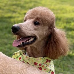 Goldendoodles and Poodles from Glamorous Poodles of Tampa