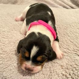 Girl 4 - Black and white female Beagle puppy in Crestview, Florida from Alicia's Beagles