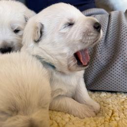 King - White male German Shepherd puppy in Bexar County, Texas from Scenic Creek German Shepherds and White Swiss Shepherds