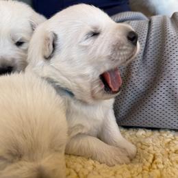 King - White male German Shepherd puppy in Bexar County, Texas from Scenic Creek German Shepherds and White Swiss Shepherds