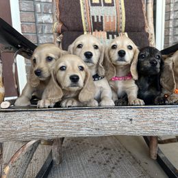 Dachshund Puppies from Loveland Doxies