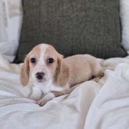 Boy 1 - Piebald male Dachshund puppy in Rancho Cucamonga, California from Pretty Little Dachshunds