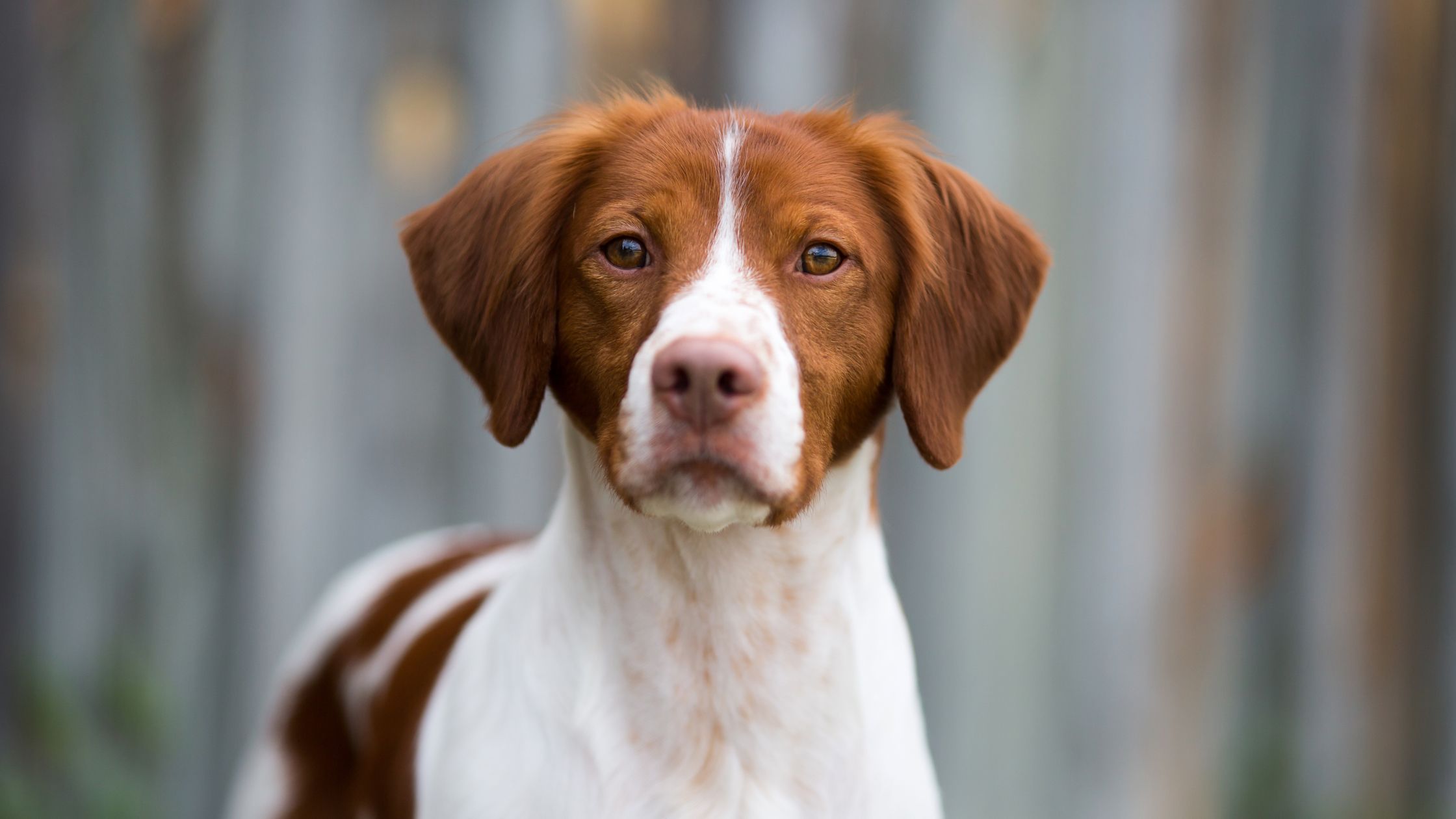 Brittany dogs hot sale 101