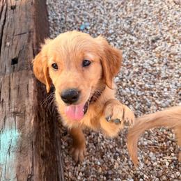Boy 5 Brown - Dark golden male Golden Retriever puppy in Joshua, Texas from 3 Gun Retrievers