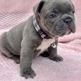 Mystic - Blue male French Bulldog puppy in Rockville, Indiana from Blaze Of Glory Bostons & Frenchies