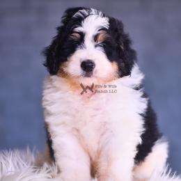 Blue - Black and white male Bernedoodle puppy in Macomb, Oklahoma from Fife and Wife Ranch LLC