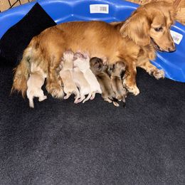 Dachshund Puppies from Barnes Family Kennel