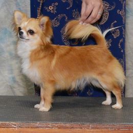 Amber - Chihuahua
