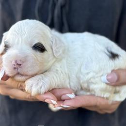 Crane - Chalk female Australian Labradoodle puppy in Morgan Hill, California from Loving Labradoodles