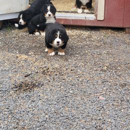 Bernese Mountain Dog Puppies from Muddy Paw Acres