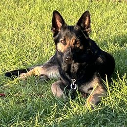 Roxy - German Shepherd