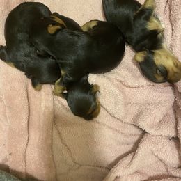 Yorkie pups - Yorkshire Terrier