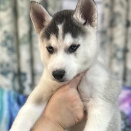 Siberian Husky Puppies from McDonald's Homegrown Huskies