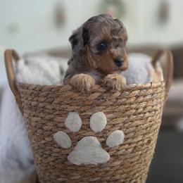 Anchor - Blue merle female Aussiedoodle puppy in Saint Cloud, Florida from Jagged Oaks Farm