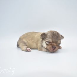 Frosty- Tiny - Chocolate sabled fawn male Chihuahua puppy in Bulls Gap, Tennessee from Smokey Mountain Chihuahuas