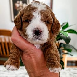 Baylee Male Green Collar - Red male Cavapoo puppy in Pleasant Grove, Utah from Destination Doodles