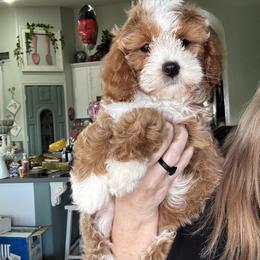 Boy 3 - male Cavapoo puppy in Gilbert, Arizona from Azteddybeardoodles