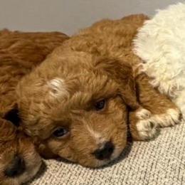 Sam, Yellow Collar - Parti male Goldendoodle puppy in Valley Center, Kansas from The Goldendoodle Gal