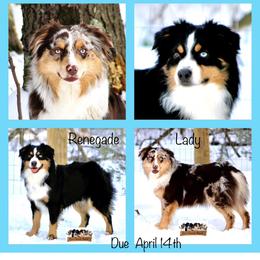 Miniature Australian Shepherd puppies from Ross Ranch Mini and Standard Aussie's