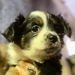 Black tri - Black tri female Miniature Australian Shepherd puppy in Helmville, Montana from CKO Country Road Aussies