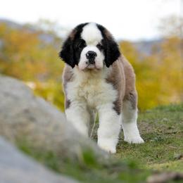 Saint Bernard Puppies from Southern Giants