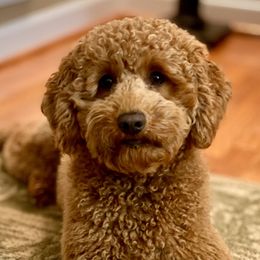 Salem - Australian Labradoodle