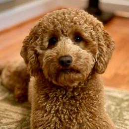 Salem - Australian Labradoodle