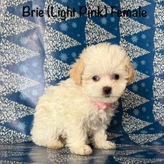 Brie - Cream female Shichon puppy in De Pere, Wisconsin from Kinzor Kennels