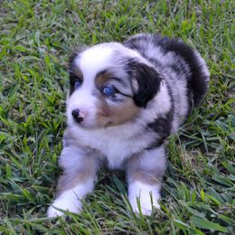 Tennessee - Miniature Australian Shepherd puppy from Flying S Aussies