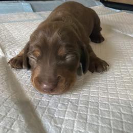 Boy 2 - Chocolate and tan male Dachshund puppy in Tonopah, Arizona from Brandie's Dachshunds