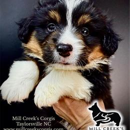 Magnum-AKC Fluffy BHT-Long Tail - Black and tan male Pembroke Welsh Corgi puppy in Taylorsville, North Carolina from Mill Creek’s Pembroke Welsh Corgis and French Bulldogs