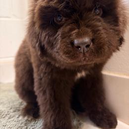Hazel - Brown female Newfoundland puppy in Bell Hill, Washington from Rainshadow Newfoundlands