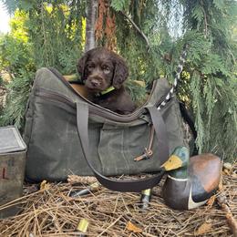 Green - Chocolate male Boykin Spaniel puppy in Portland, Tennessee from Honey Run Boykins