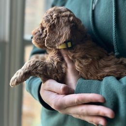 Poodle Puppies from Beltane Bonnies