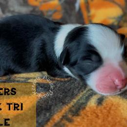 Cheers - Black tri-color male Australian Shepherd puppy in Squaw Valley, California from A&M Australian Shepherds