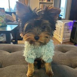 Violet - Yorkshire Terrier