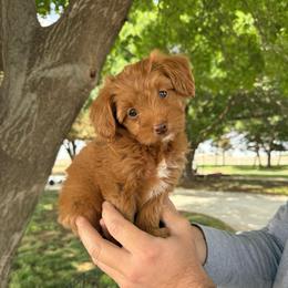 Sally - Red  female Goldendoodle puppy in Hobbs, New Mexico from Goldie Locks Golden Retrievers & Doodles