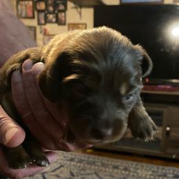 WILLOW CKC REGISTERED FULL RIGHTS - Chocolate female Dachshund puppy in Elizabethtown, Kentucky from Teeny Tiny Puppy Tails