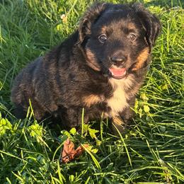 Ana - Black tri female Miniature Australian Shepherd puppy in Stuart, Iowa from Arbor Hill Aussies