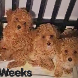 Poodles from Roman's Toy Poodles
