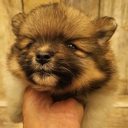 Roofus - Tri-colored male Pomeranian puppy in Alton, Missouri from Bat Cave Poms